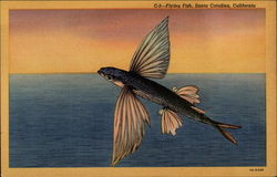 Flying Fish Santa Catalina Island, CA Postcard Postcard