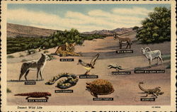 Desert Wild Life Postcard Postcard