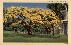 Golden Shower Honolulu, HI Postcard Postcard