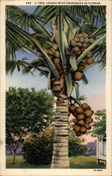 A tree loaded with cocoanuts in Florida Postcard