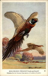 King-Necked Pheasant (male and female) Birds Postcard Postcard