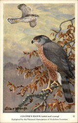 Cooper's Hawk (adult and young) Postcard