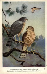 Sharp-Shinned Hawk (Adult and Young) Birds Postcard Postcard