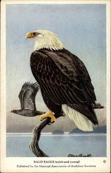 Bald Eagle (Adult and Young) Birds Postcard Postcard