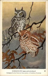 Screech Owl (gray and red phases) Birds Postcard Postcard