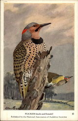 Flicker (Male and Female) Postcard