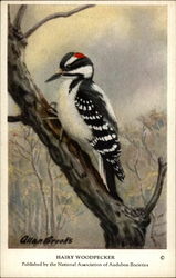 Hairy Woodpecker Birds Postcard Postcard