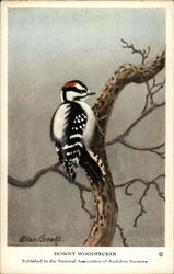 Downy Woodpecker Birds Postcard Postcard