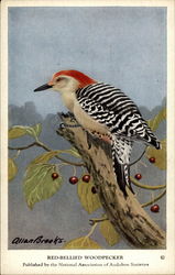 Red-bellied Woodpecker Postcard