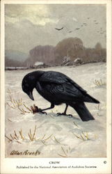 Crow Postcard