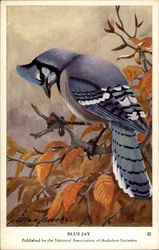 Blue Jay Postcard