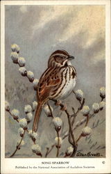 Song Sparrow Birds Postcard Postcard