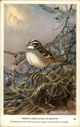 White-throated Sparrow Birds Postcard Postcard