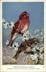 Purple Finch (male and female) Postcard