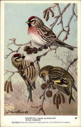 Redpoll (male and female), Pine Siskin Birds Postcard Postcard