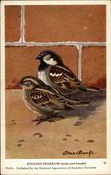 English Sparrow Postcard