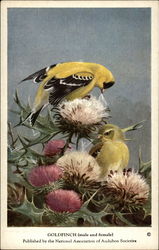 Goldfinch (male and female) Birds Postcard Postcard