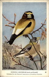 Evening Grosbeaks watercolor Birds Postcard Postcard