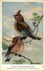 Cedar Waxwing (adult and young) Postcard