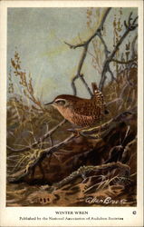 Winter Wren Birds Postcard Postcard