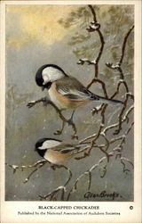 Black-Capped Chickadee Birds Postcard Postcard