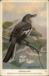 Mocking Bird Birds Postcard Postcard