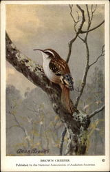 Brown Creeper Postcard