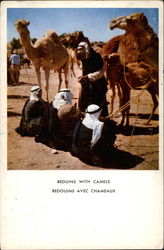 Beduins With Camels Postcard