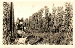 Hop Picking Machine Eastern Washington Postcard