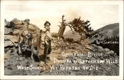 Lone Sentinal at the Continental Divide Cowboy Western Postcard Postcard