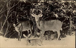 Deer in winter Postcard Postcard