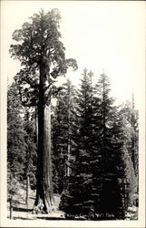 Kings Canyon National Park Postcard