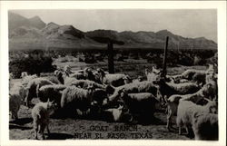 Goat Ranch Postcard