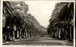 Palms on Beverly Drive Postcard