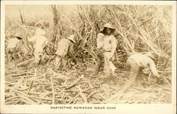 Harvesting Hawaiian Sugar Cane Postcard Postcard