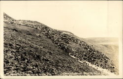 Caribou Migrating Near the Arctic Circle Postcard