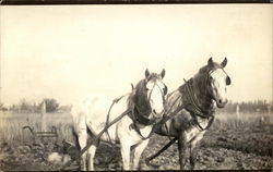 Horses plowing a field Postcard