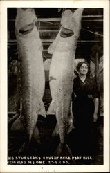 Two Sturgeons Caught Near Port Hill. One weighing 315 one 225 lbs Postcard