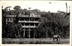 Treetops Postcard