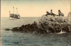 Seal Rocks Postcard