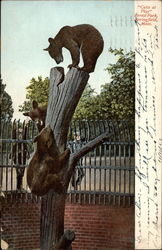 Cubs at Play, Forest Park Postcard