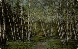 Path going through birch trees Postcard Postcard