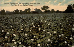 Cotton Field along the Interurban Line, between Fort Worth and Dallas, Texas Postcard