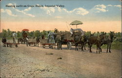 Hauling outfit on Grape Ranch, Imperial Valley Postcard