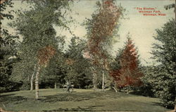 The Birches, Whitman Park Massachusetts Postcard Postcard