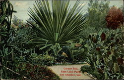 Cactus Bed, East Lake Park Los Angeles, CA Postcard Postcard