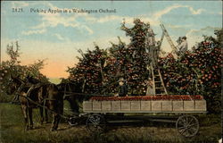 Picking Apples in a Washington Orchard Postcard