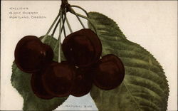 Kallich's Giant Cherry-Natural Size Postcard