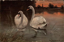 Two Swans on the Water Postcard