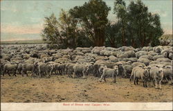 Band of Sheep Postcard